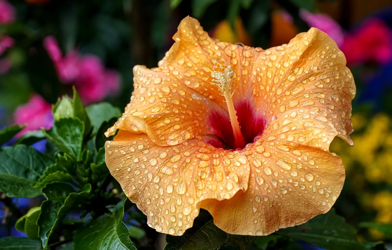Фото обои цветок, капли, макро, оранжевый, фон, сад, гибискус
