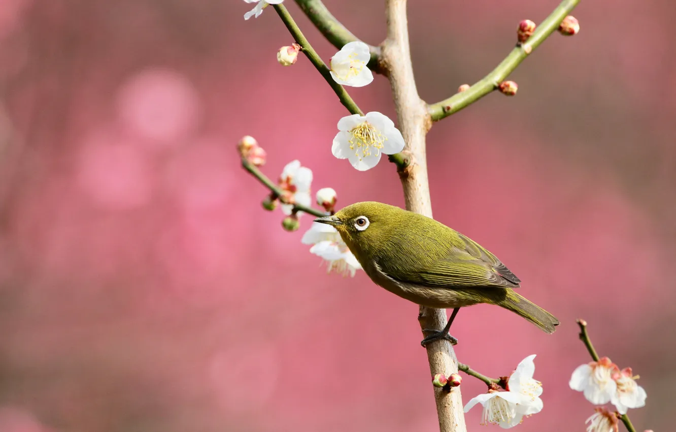 Фото обои цветы, ветки, природа, поза, птица, весна, птичка, розовый фон