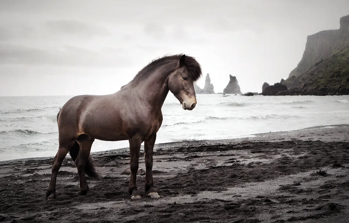 Фото обои море, природа, конь
