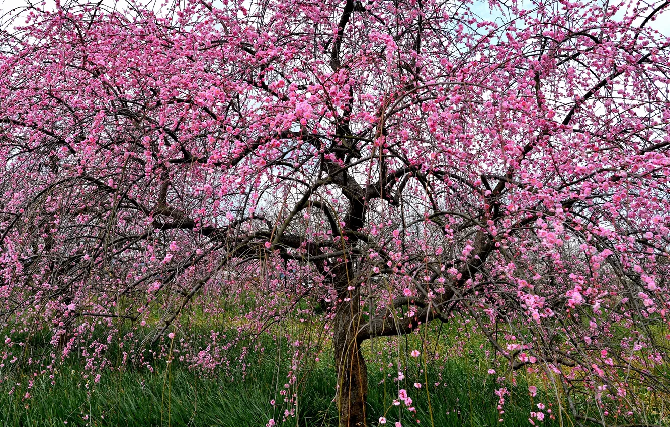 Фото обои природа, дерево, сакура, цветение
