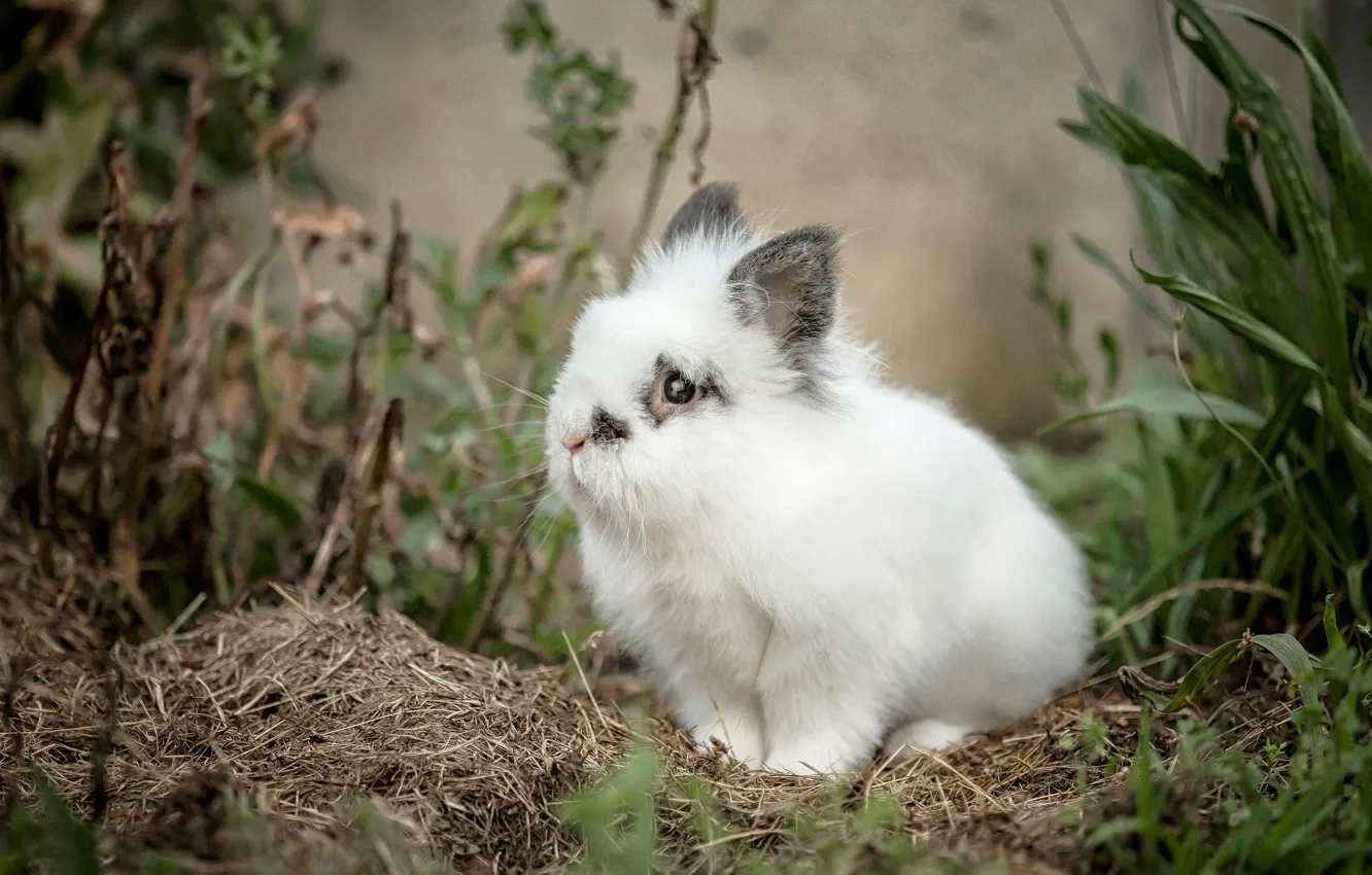 Фото обои кролик, малыш, белый кролик