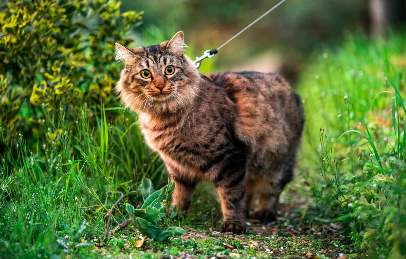 Фото обои зелень, кошка, трава, кот, поводок, прогулка