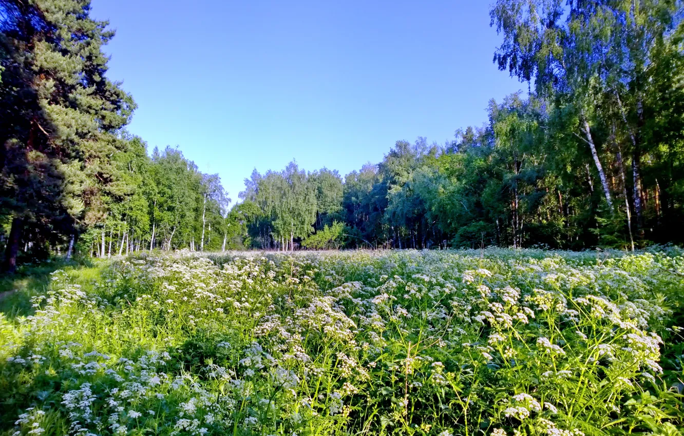 Фото обои зелень, лес, лето, поляна, summer, россия, nature