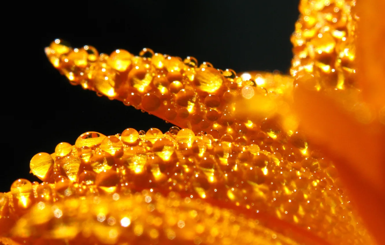 Фото обои Макро, Капли, Macro, Drops, Календула, Calendula