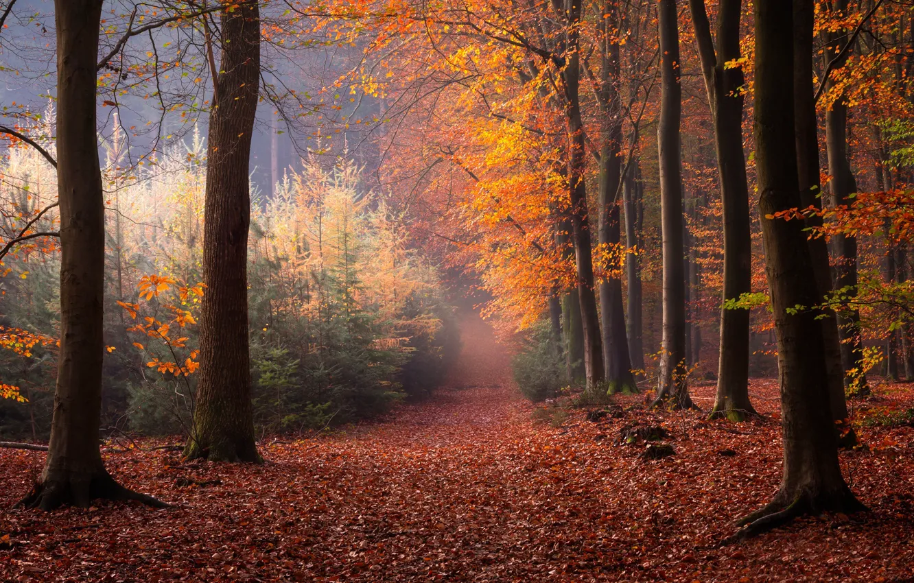 Фото обои осень, лес, деревья, Нидерланды, опавшие листья