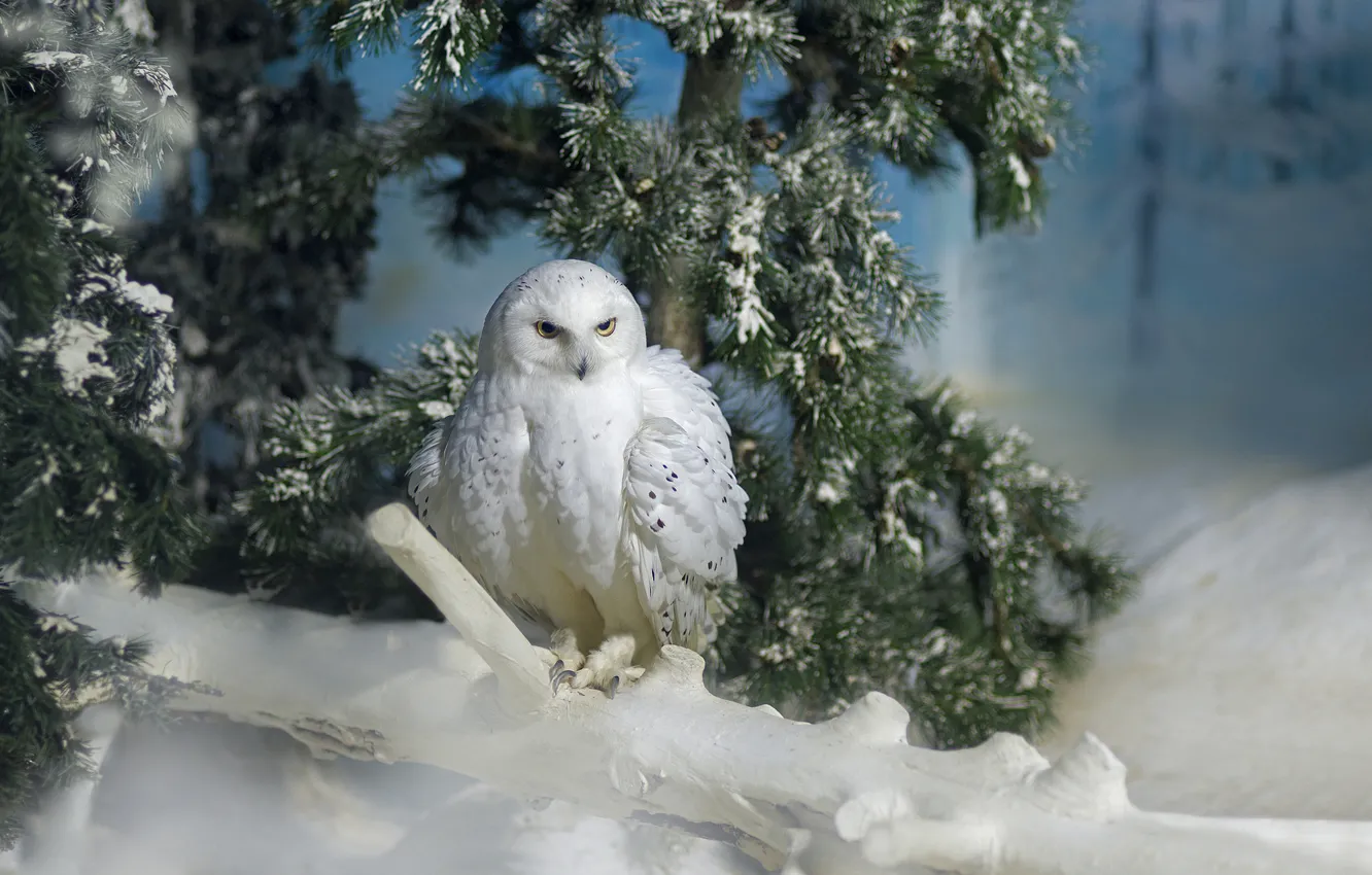 Фото обои снег, ветка, сосна, полярная сова, живая природа