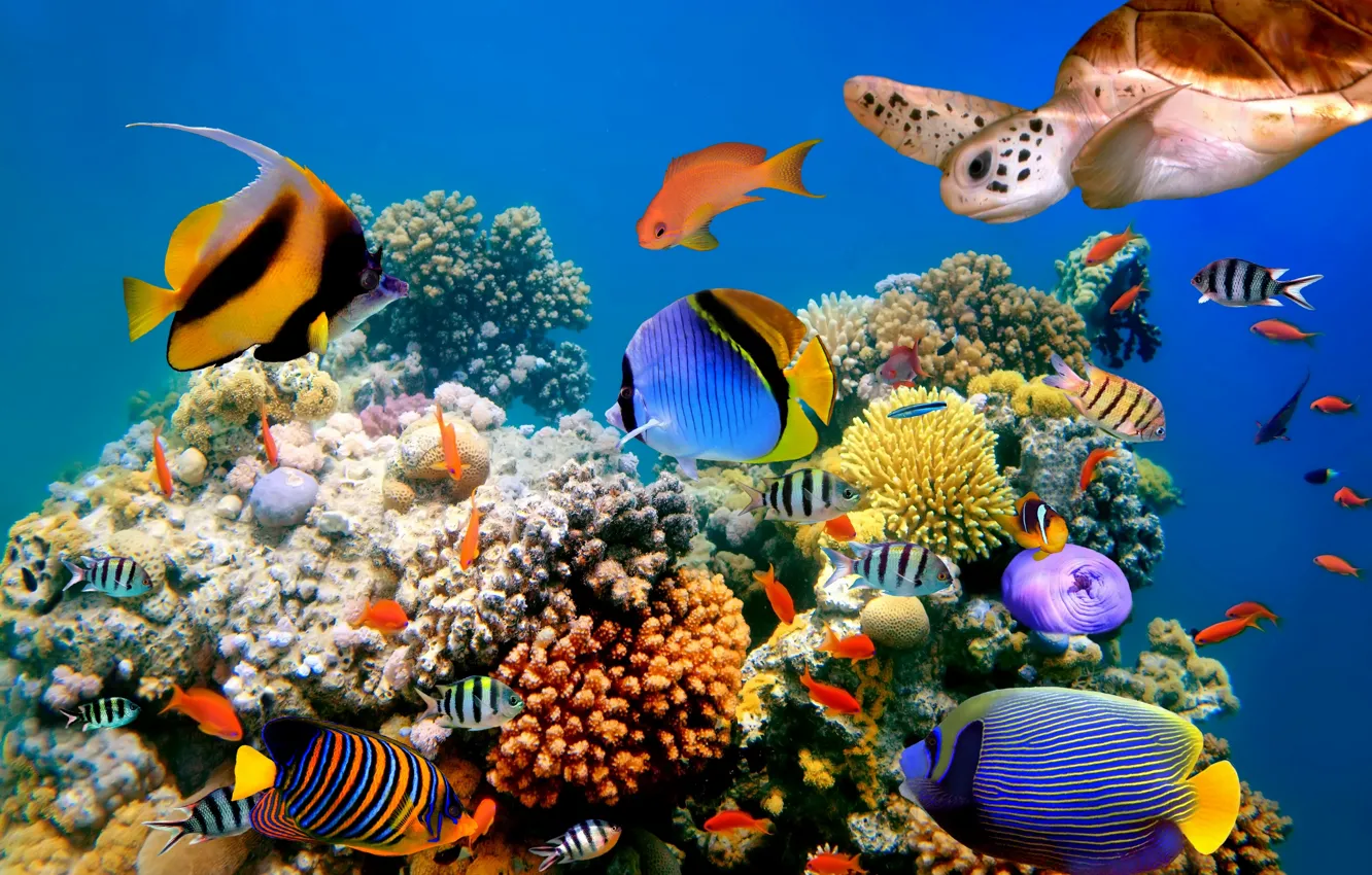 Фото обои рыбы, природа, черепаха, морское дно, fish, turtle, the nature, the sea bottom