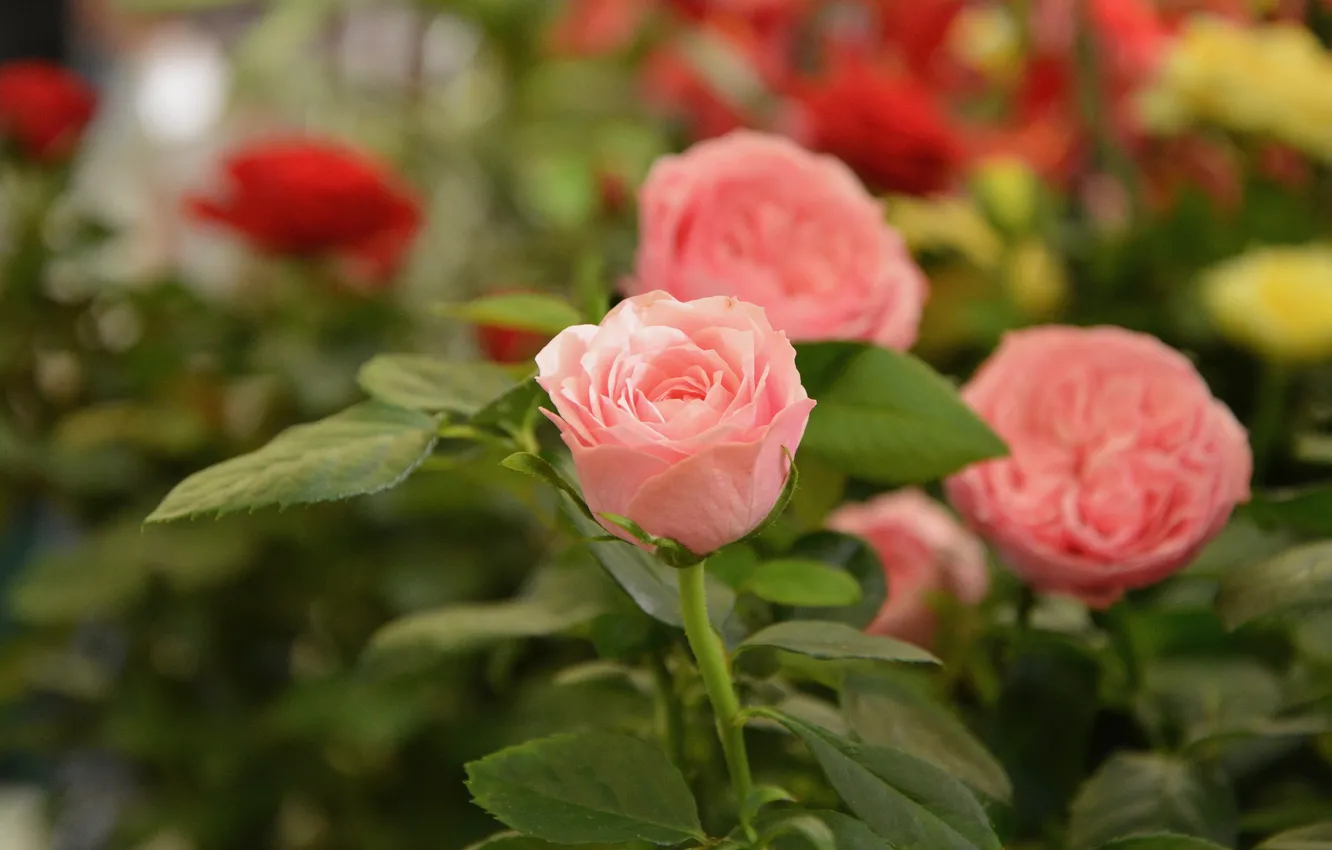 Фото обои цветок, розовый, Роза, бутон, цветение