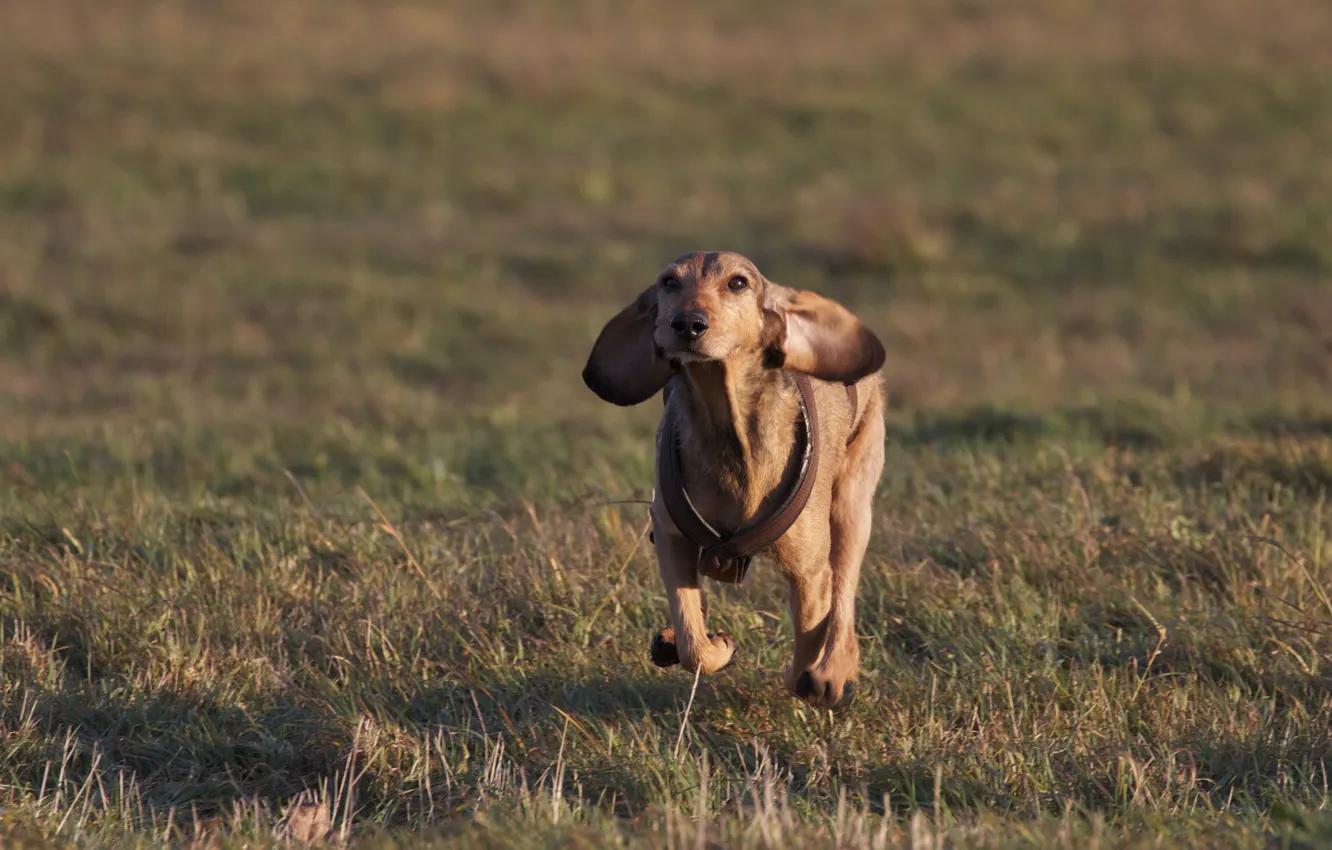 Фото обои поле, трава, настроение, собака, бег