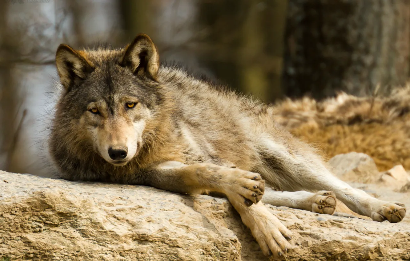 Фото обои взгляд, отдых, камень, волк, хищник