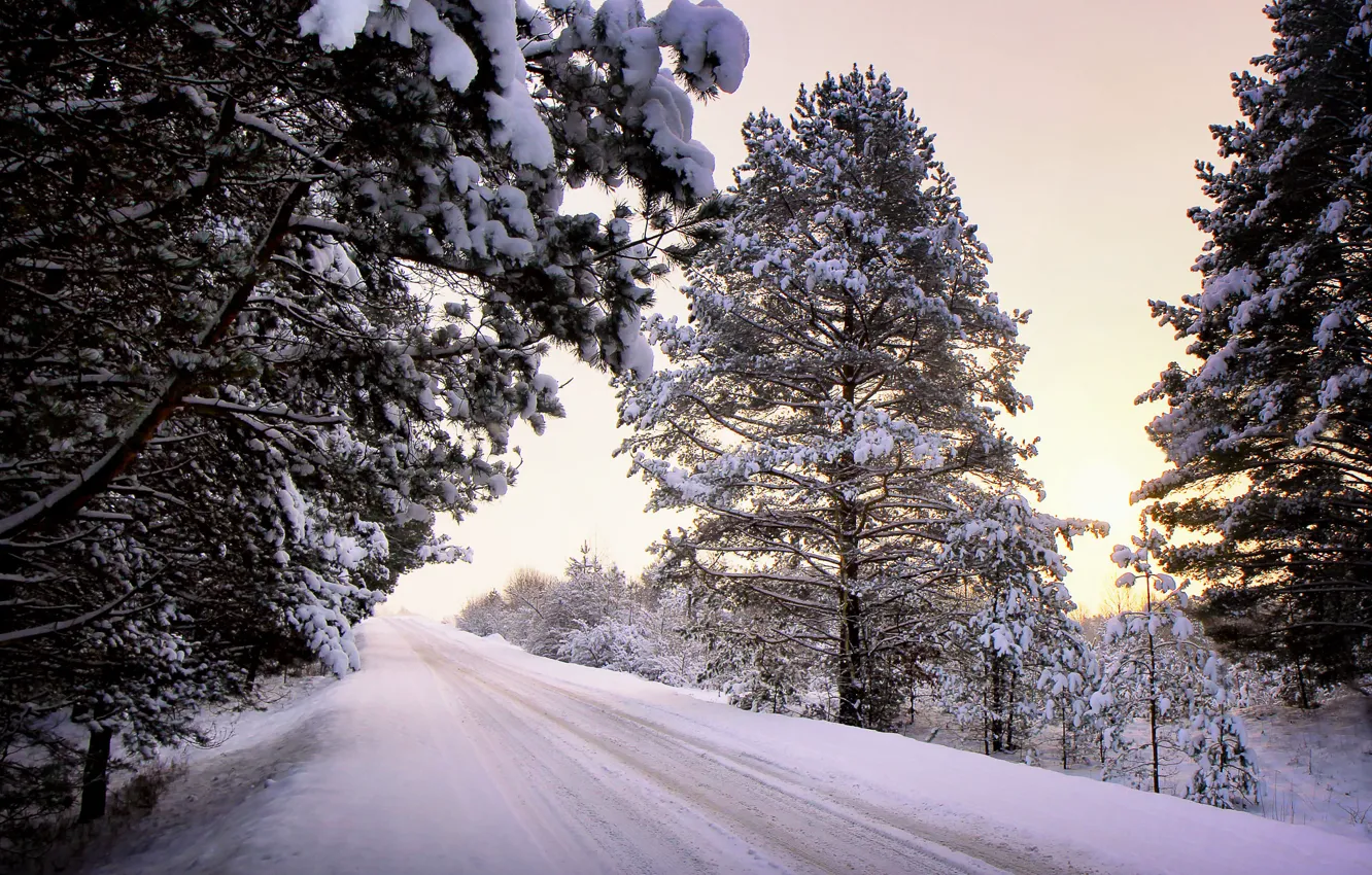 Фото обои зима, дорога, снег, деревья