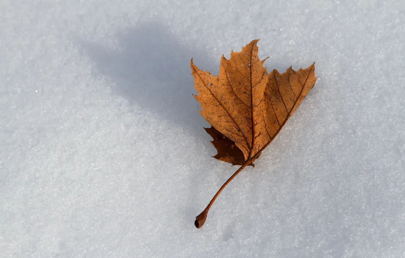 Фото обои снег, природа, лист
