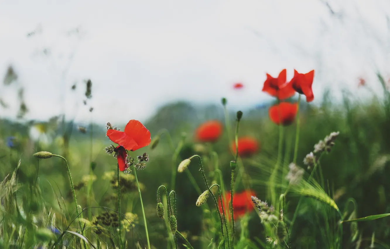 Фото обои поле, трава, цветы, маки, размытость