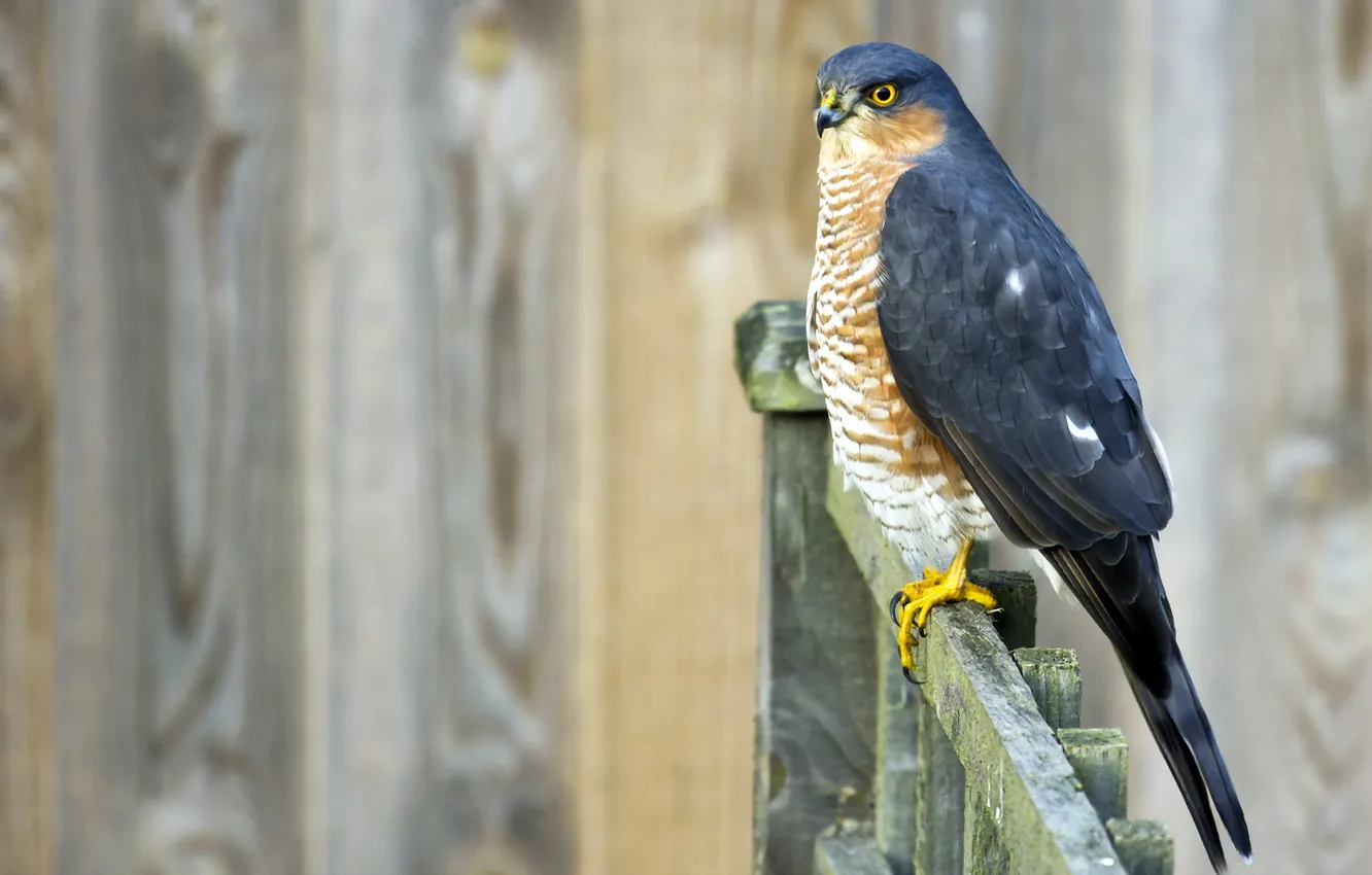 Фото обои птица, забор, Sparrowhawk