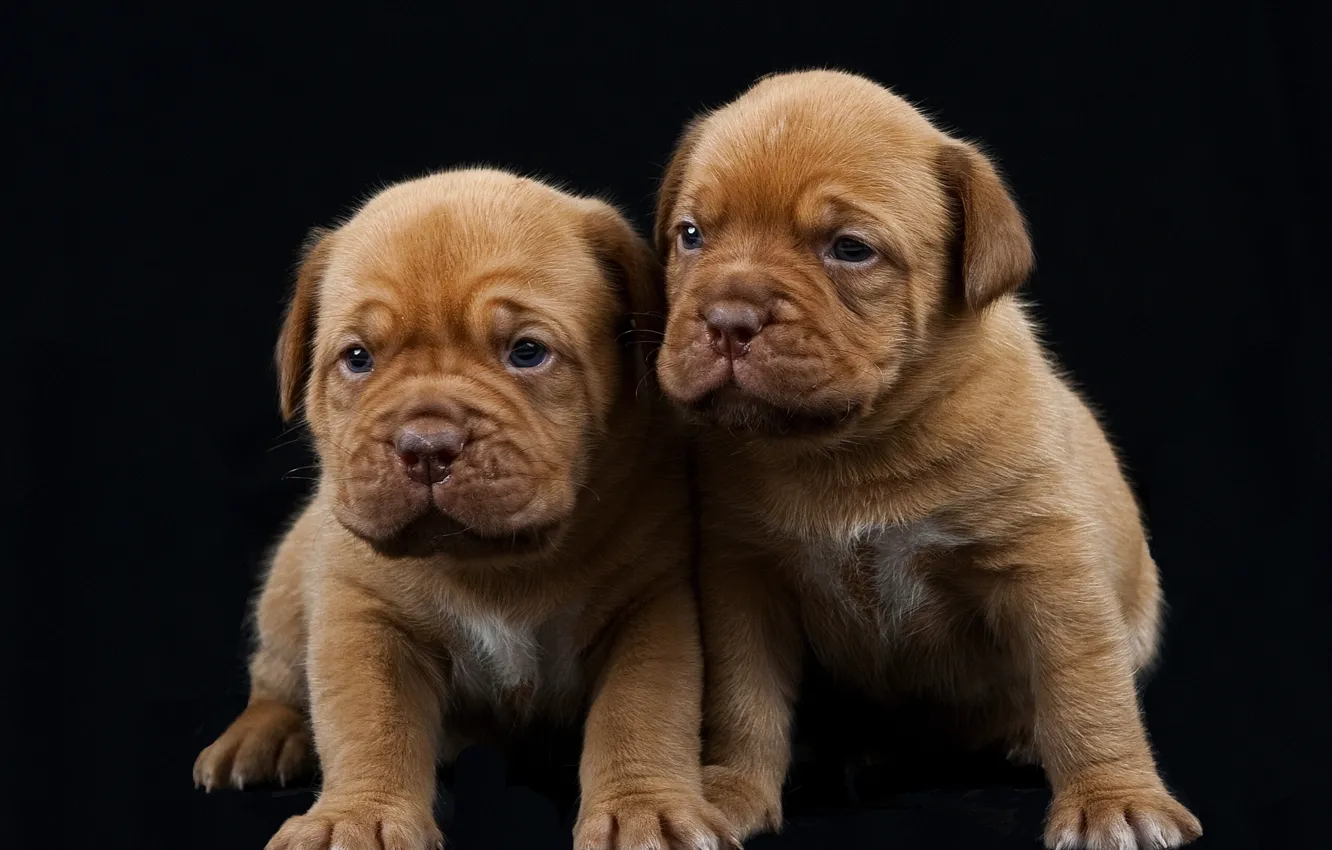 Фото обои щенки, чёрный фон, Бордоский дог