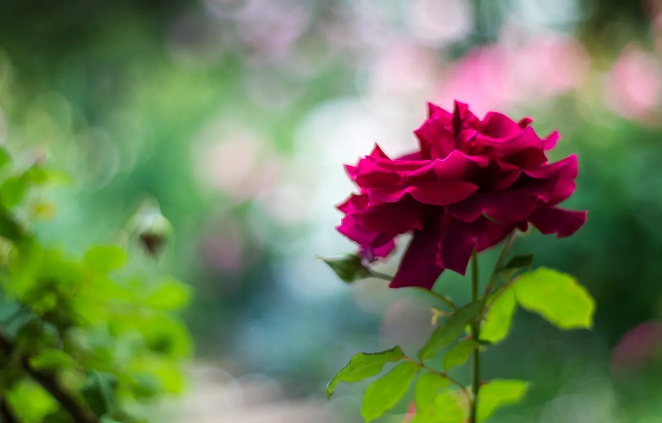 Фото обои цветы, фон, розы, лепестки