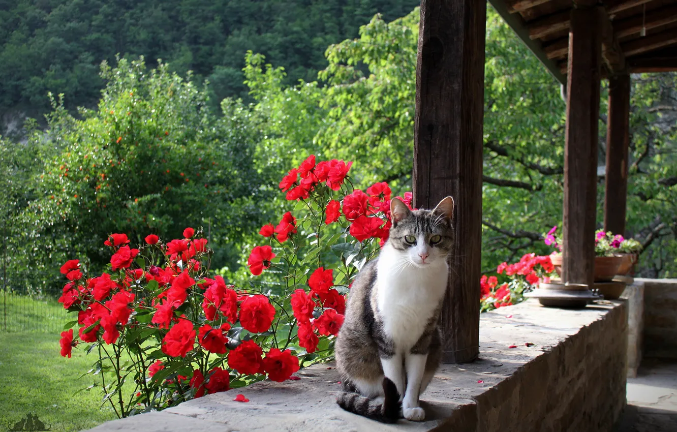 Фото обои кот, взгляд, цветы