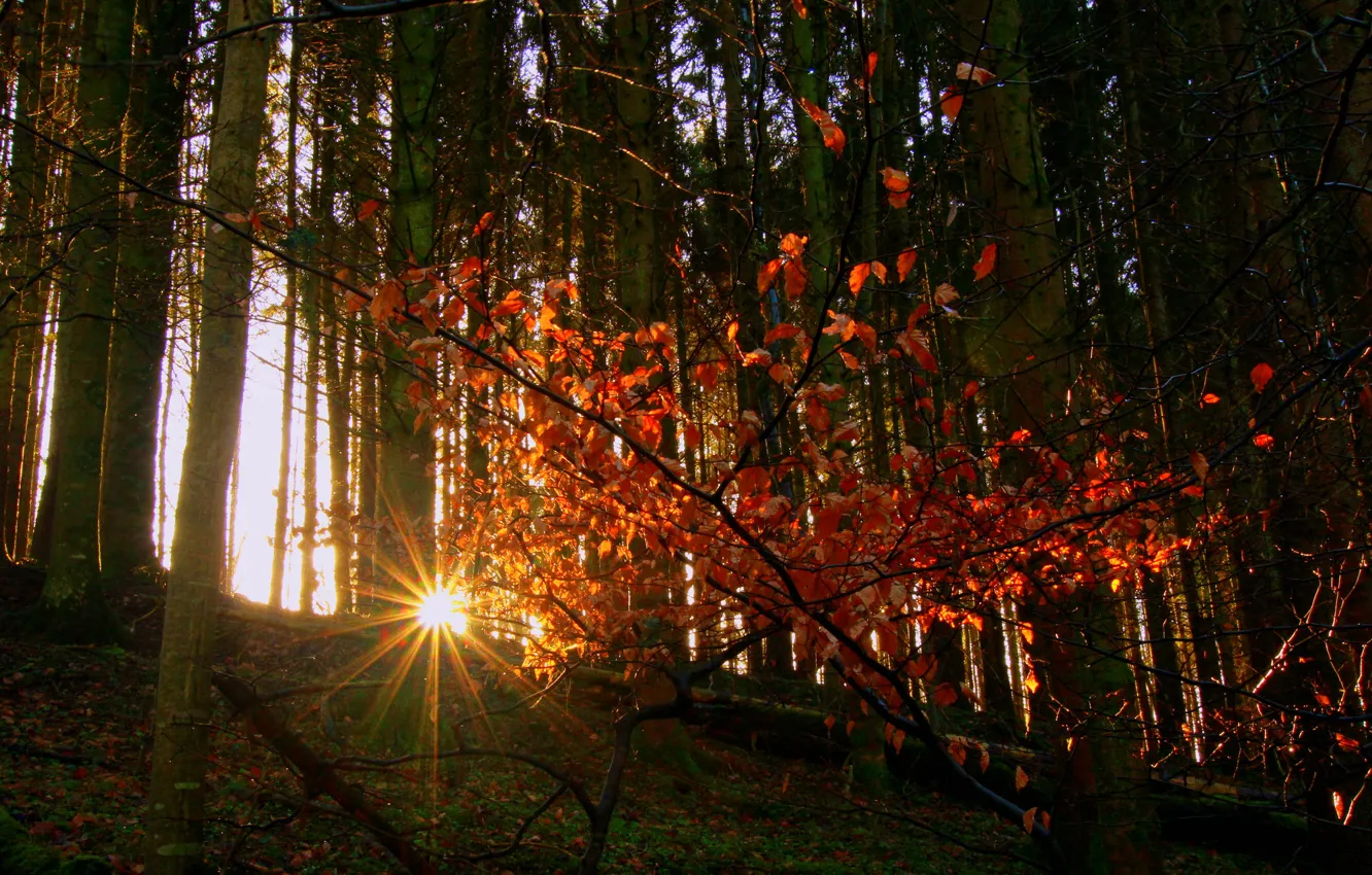Фото обои осень, лес, листья, солнце, лучи, деревья, склон