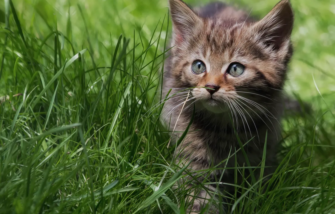 Фото обои трава, прогулка, котёнок, дикая кошка, лесная кошка