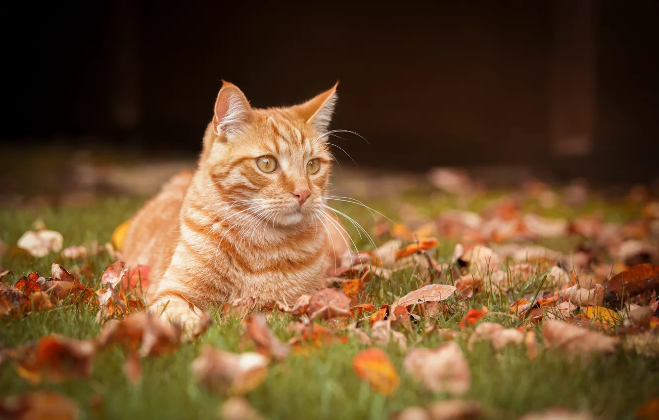 Фото обои осень, кошка, листья, портрет, рыжая кошка