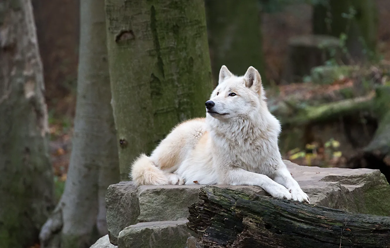 Фото обои лес, белый, камни, волк, лежит, бревно, полярный