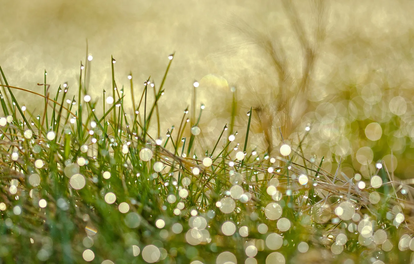 Фото обои трава, капли, макро, роса, блики, боке, розмытости