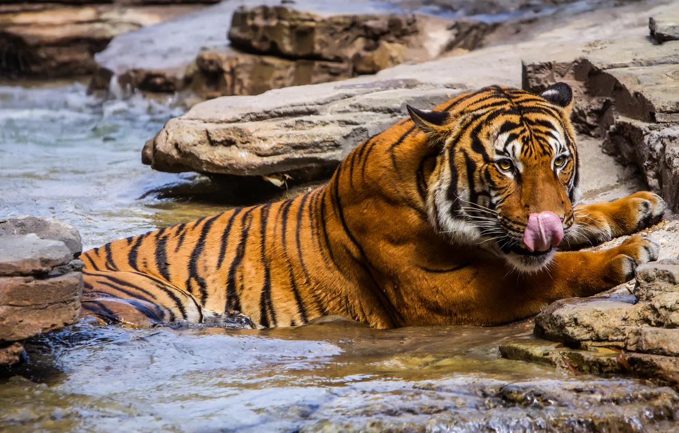 Фото обои вода, тигр, камни