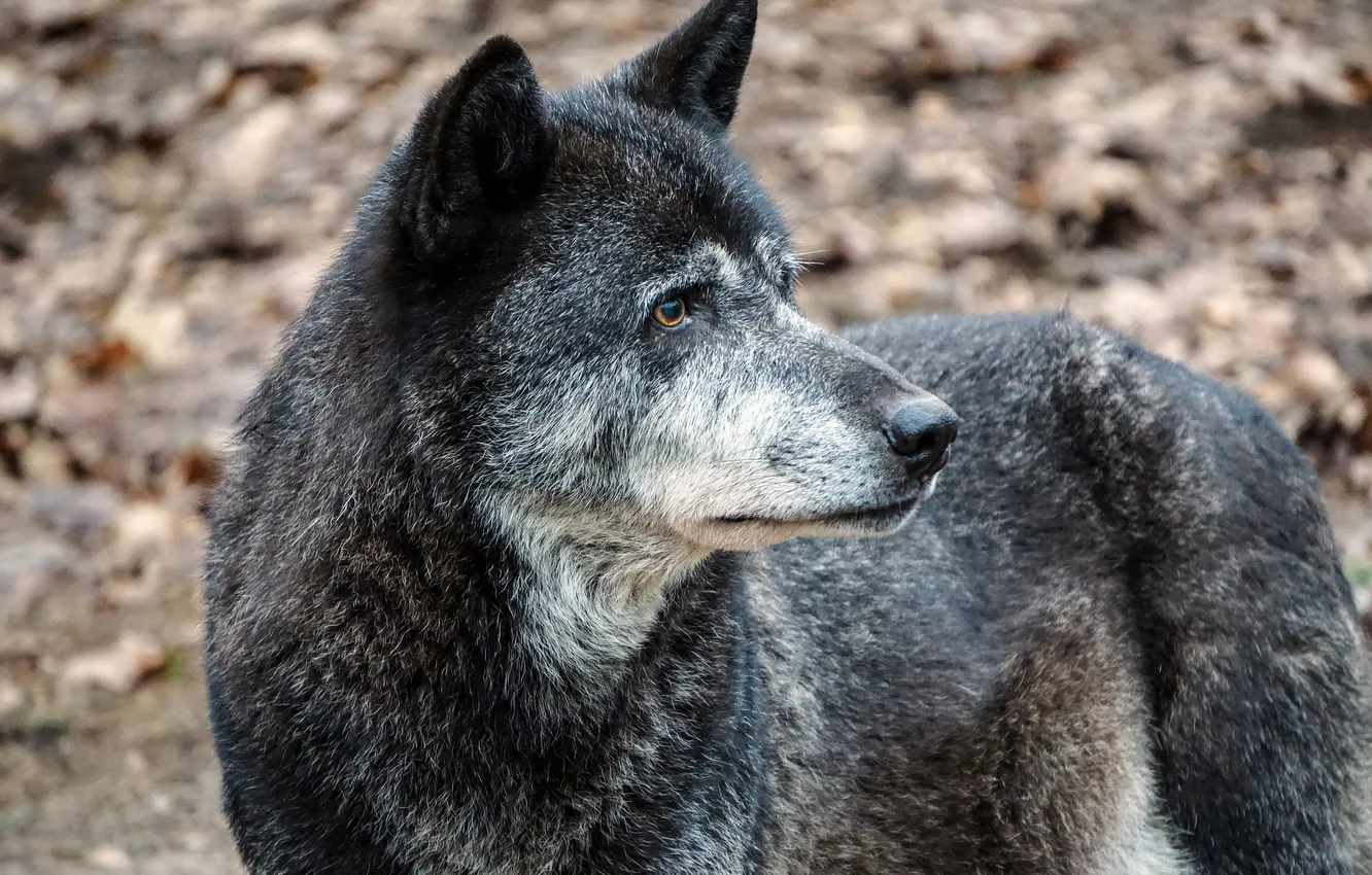 Фото обои nature, snow, predator, face, animal, wolf, wolves, wildlife