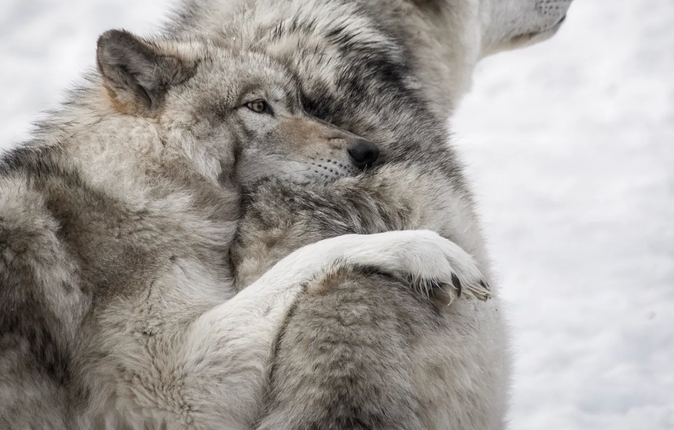 Фото обои love, nature, predator, animal, wolf, wildlife, portrait., Canis lupus. face • wolf • portrait • …
