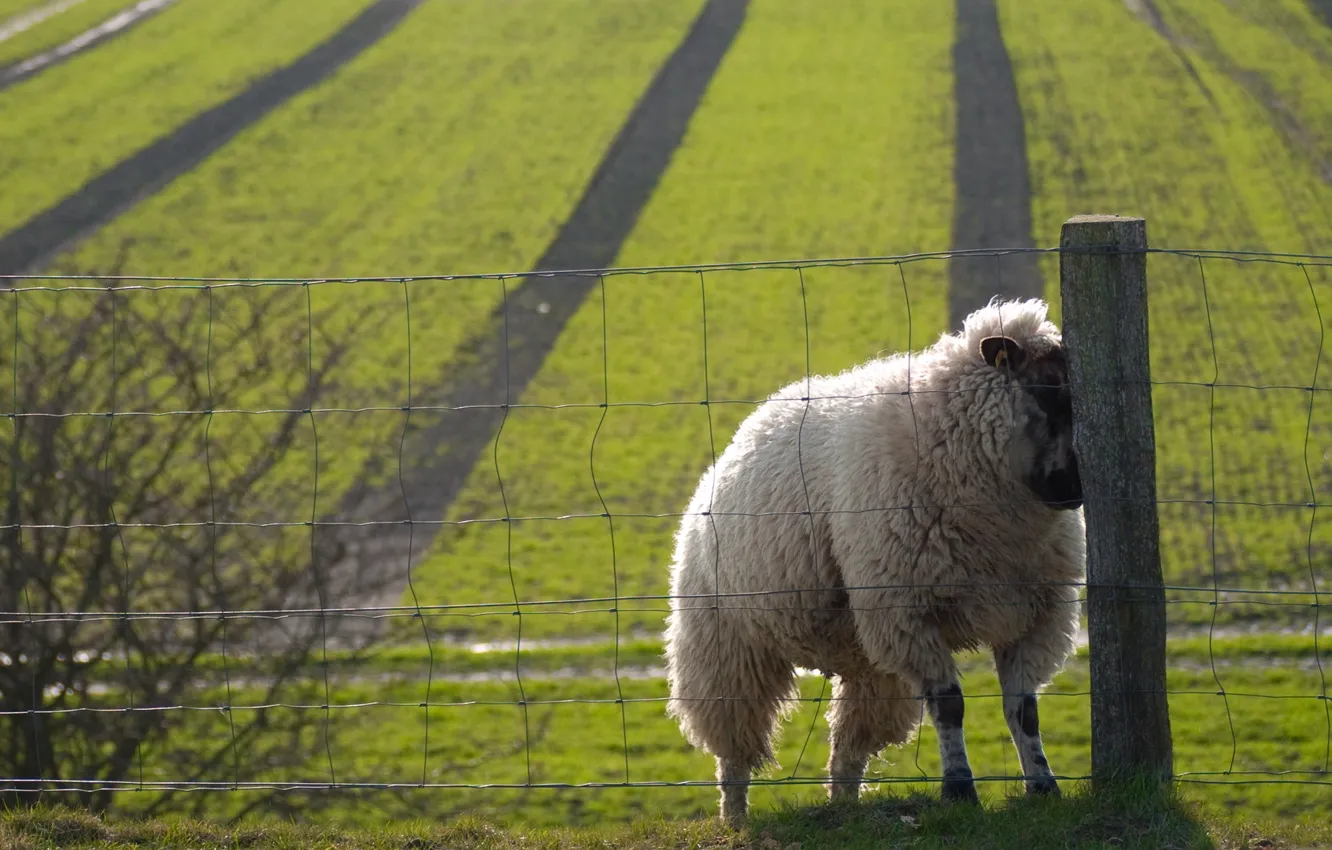 Фото обои поле, забор, sheep, nice, овца, sweat
