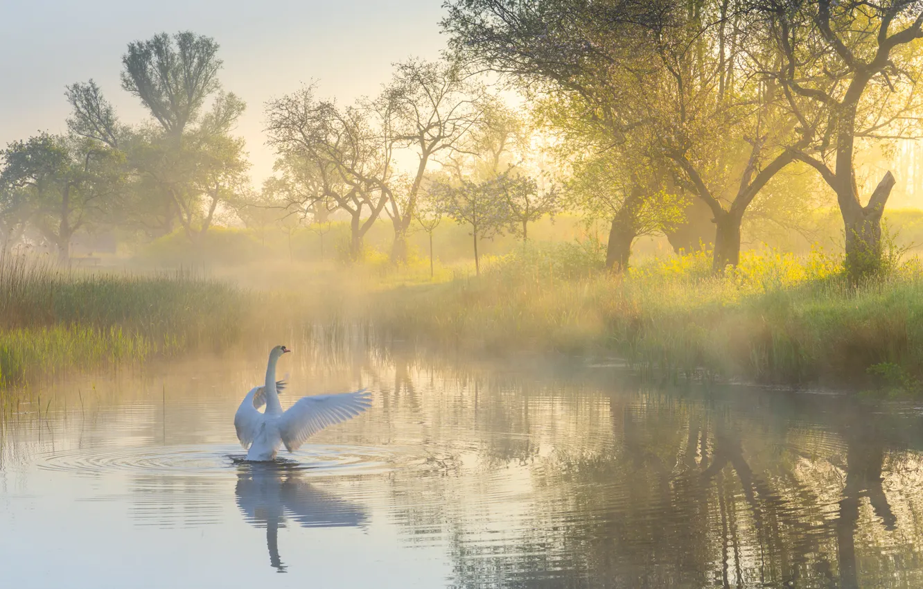 Фото обои деревья, туман, озеро, пруд, рассвет, птица, утро, лебедь