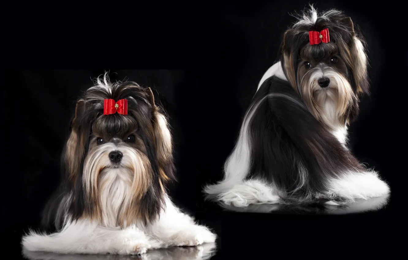 Фото обои собака, девочка, girl, бантик, заколка, dog, bow, hair clip