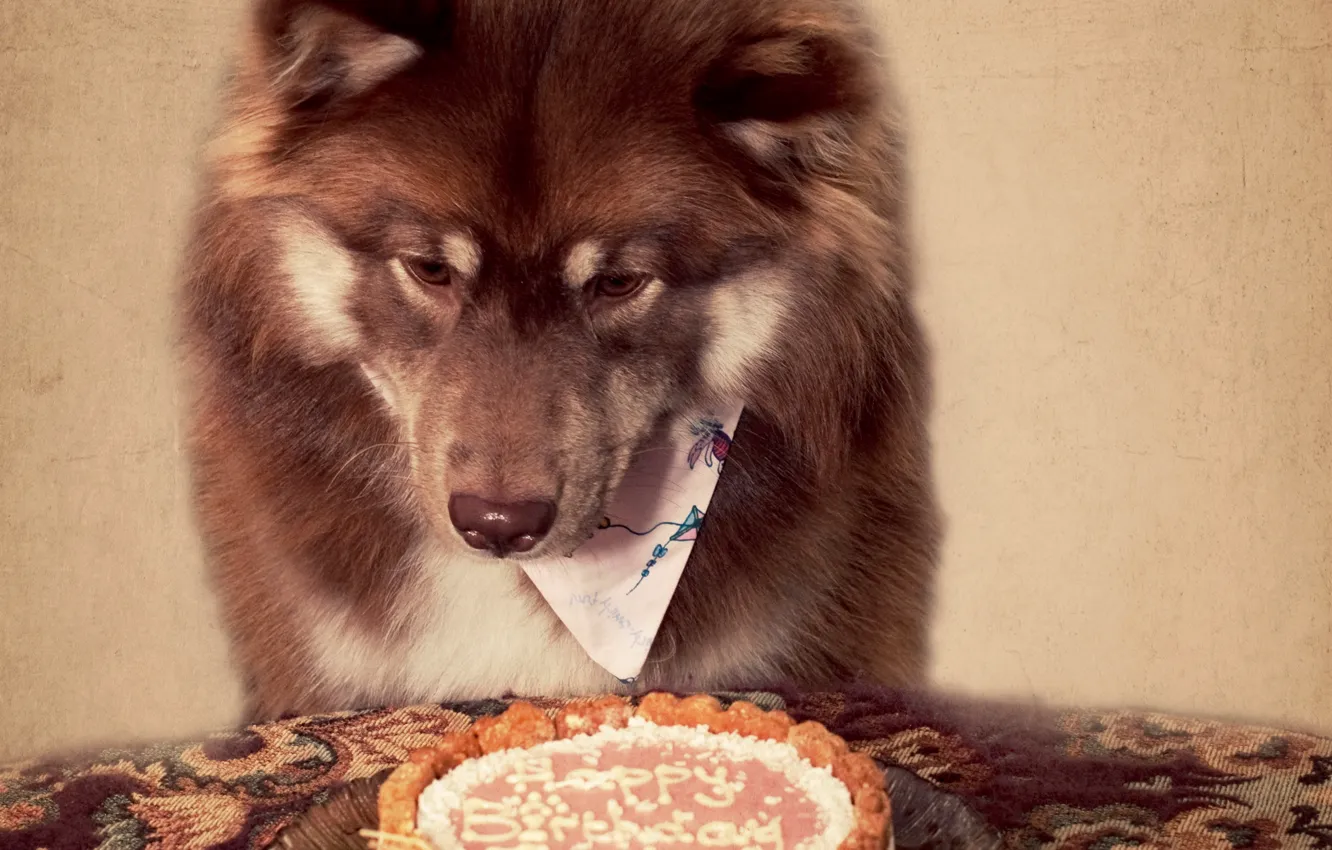 Фото обои друг, день рождения, праздник, собака, торт