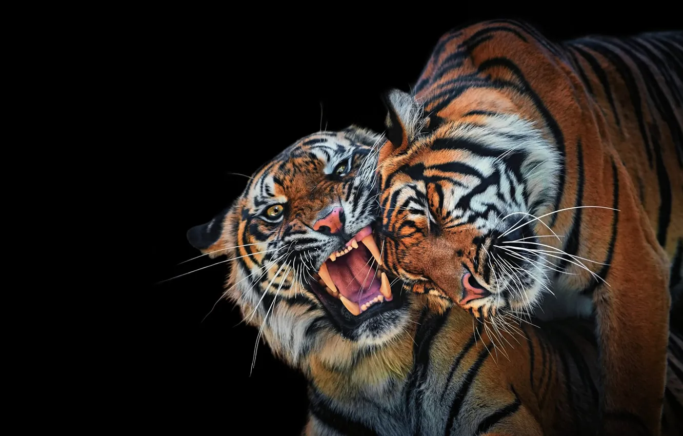 Фото обои взгляд, морда, тигр, портрет, пасть, пара, клыки, оскал
