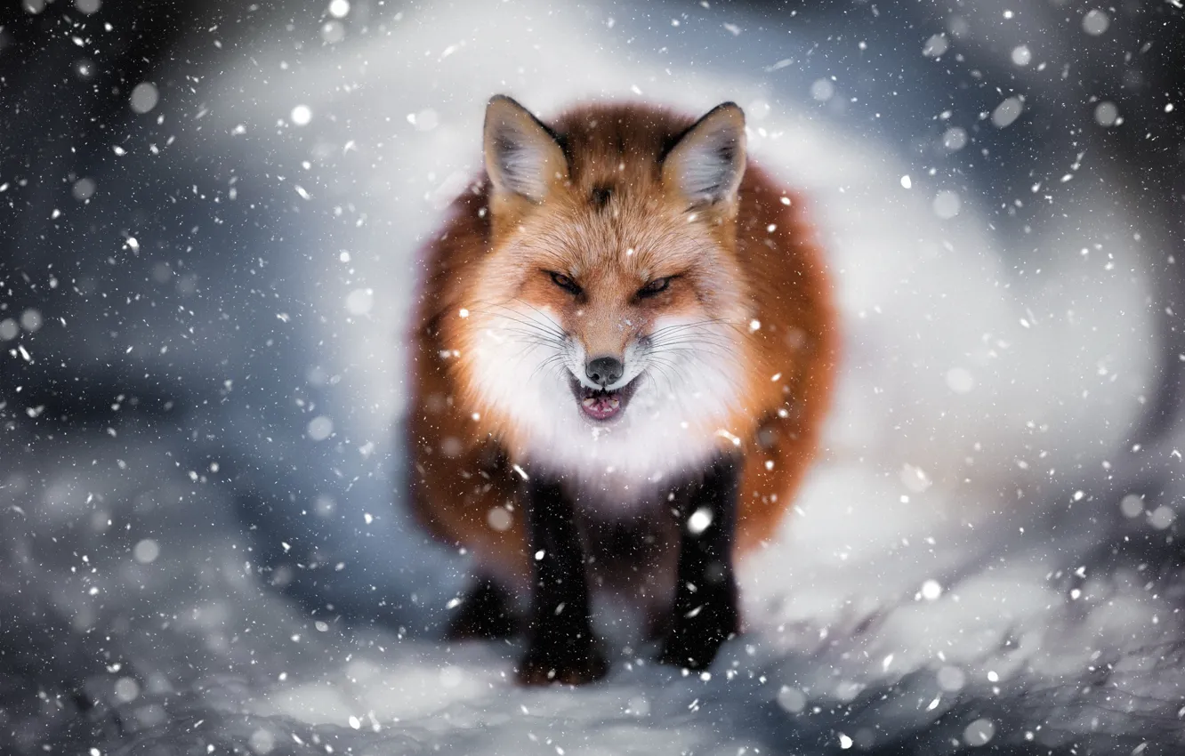 Фото обои зима, морда, снег, лиса, злая лиса