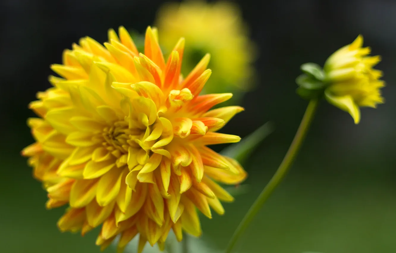 Фото обои цветок, лепестки, цветение, георгин, желто-оранжевый