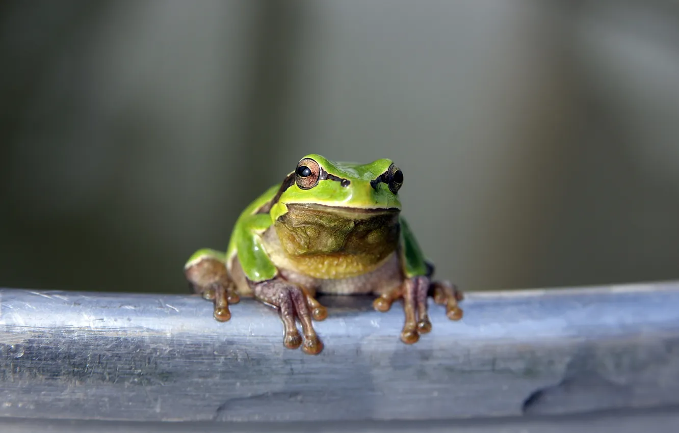 Фото обои green, frog, reptile, toad