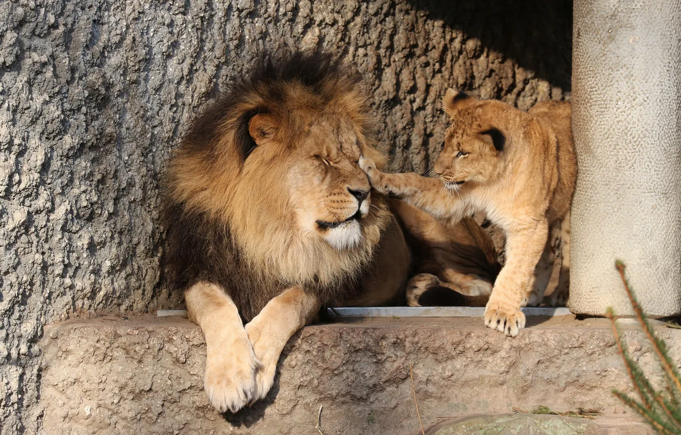 Фото обои play, animals, lions, zoo