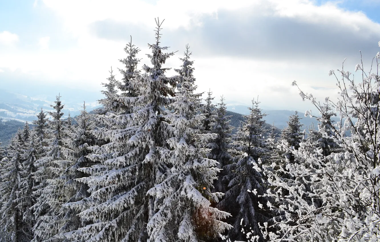 Фото обои снег, сосны, верхушки, смереки
