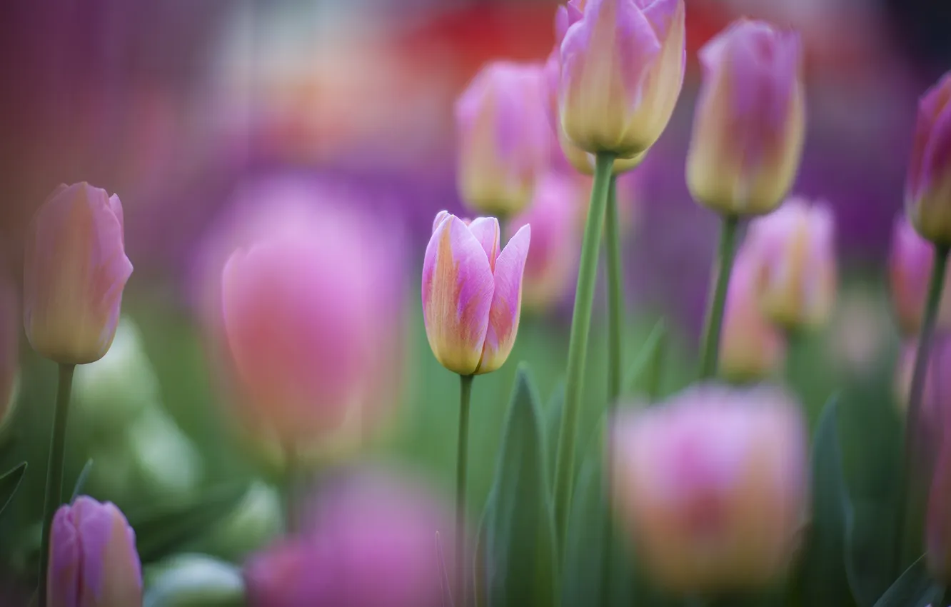 Фото обои цветы, фокус, весна, тюльпаны