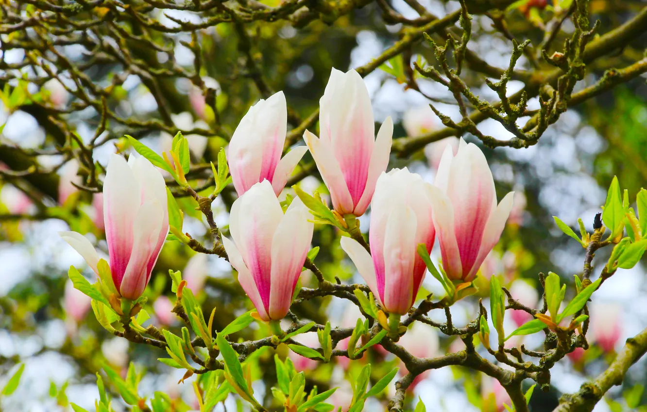 Фото обои flower, spring, magnolia, twigs, blooming