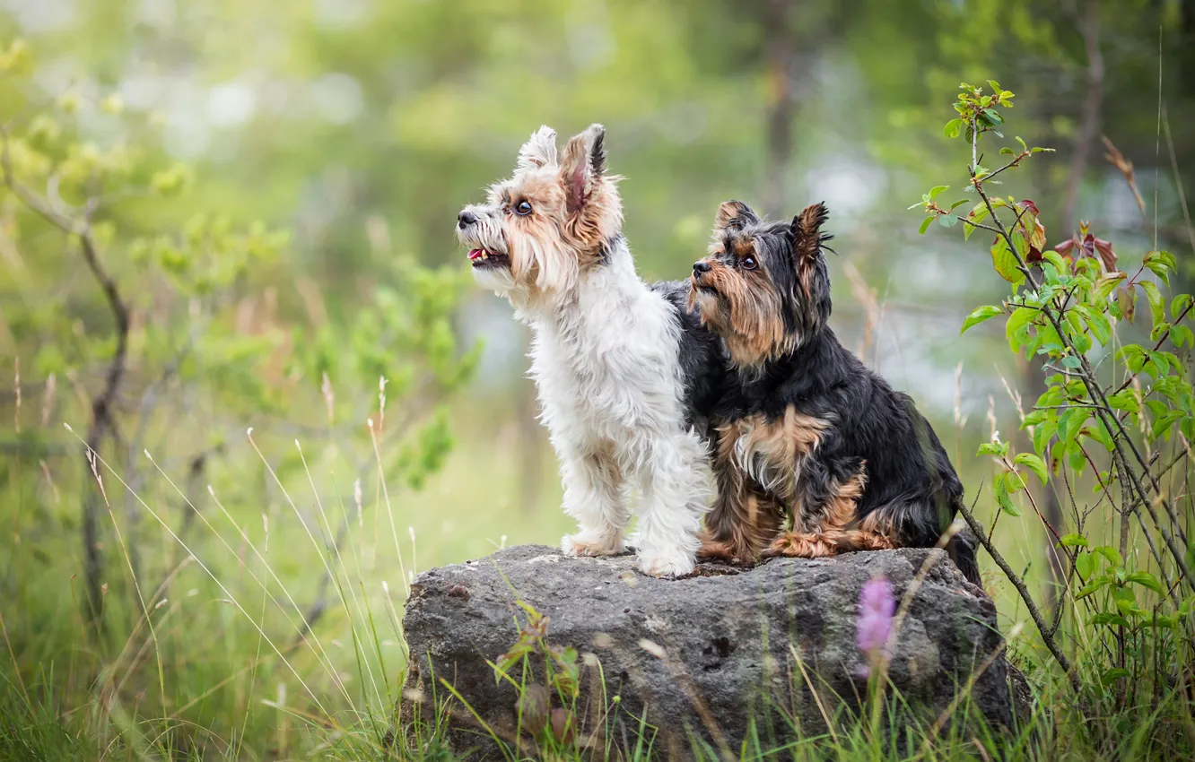 Фото обои собаки, лето, трава, поза, камень, две, профиль, дуэт