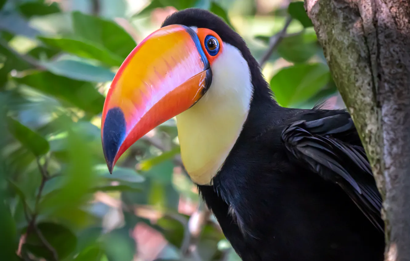 Фото обои птица, клюв, тукан