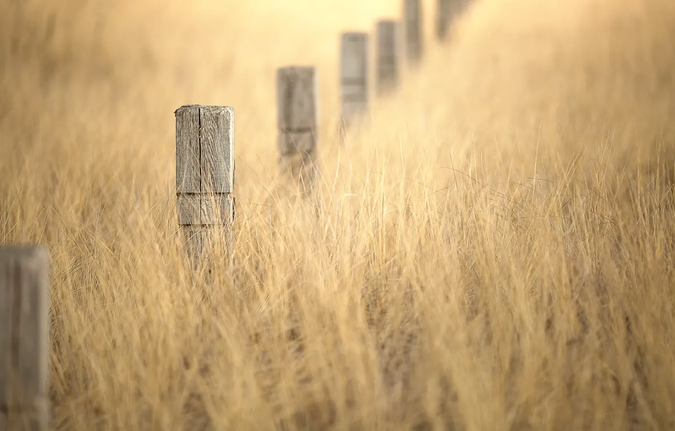 Фото обои трава, столбы, боке, winter gold