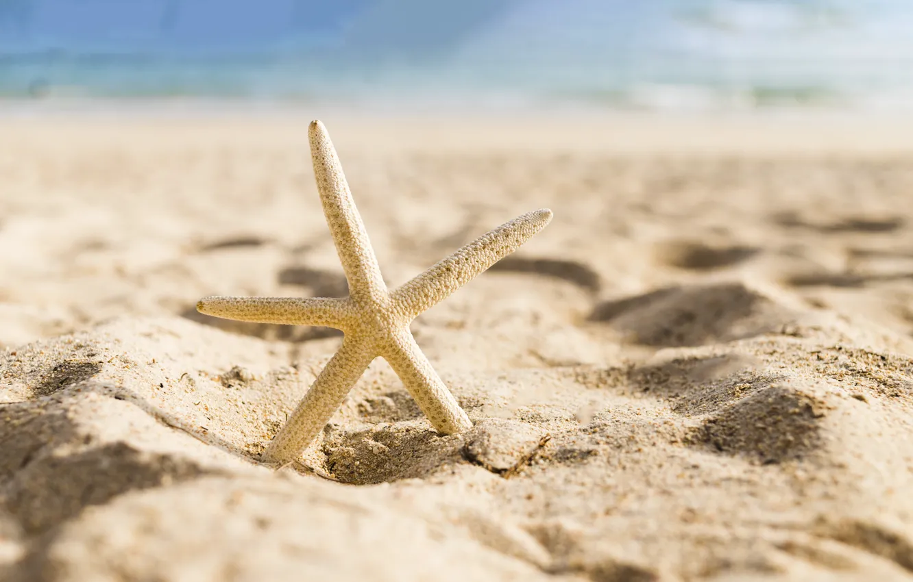 Фото обои песок, море, пляж, звезда, summer, beach, sea, морская