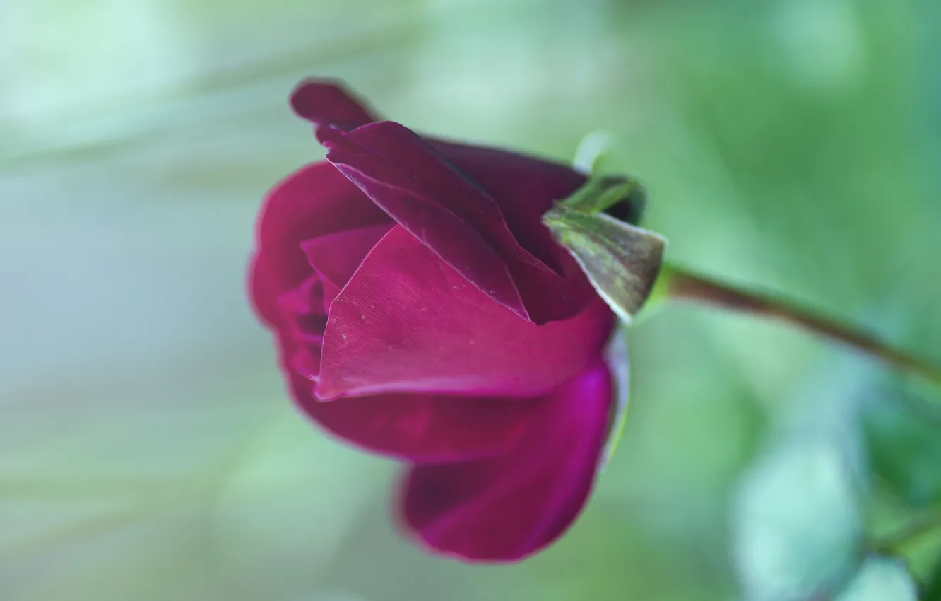 Фото обои цветок, макро, роза, бутон, красная