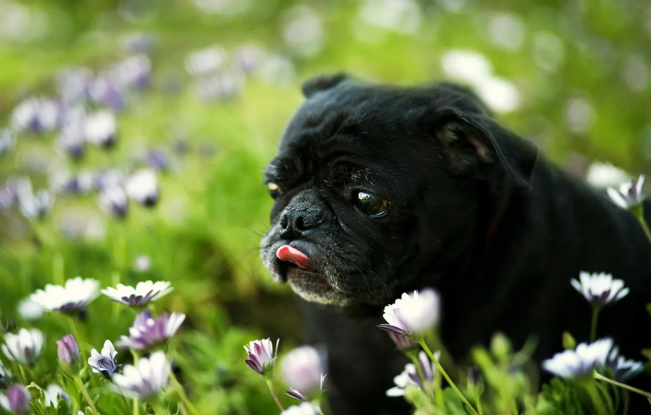 Фото обои поле, цветы, собака