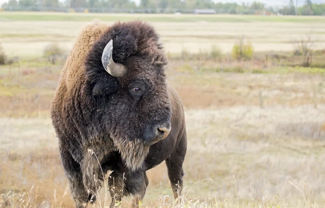 Фото обои horns, buffalo, giants