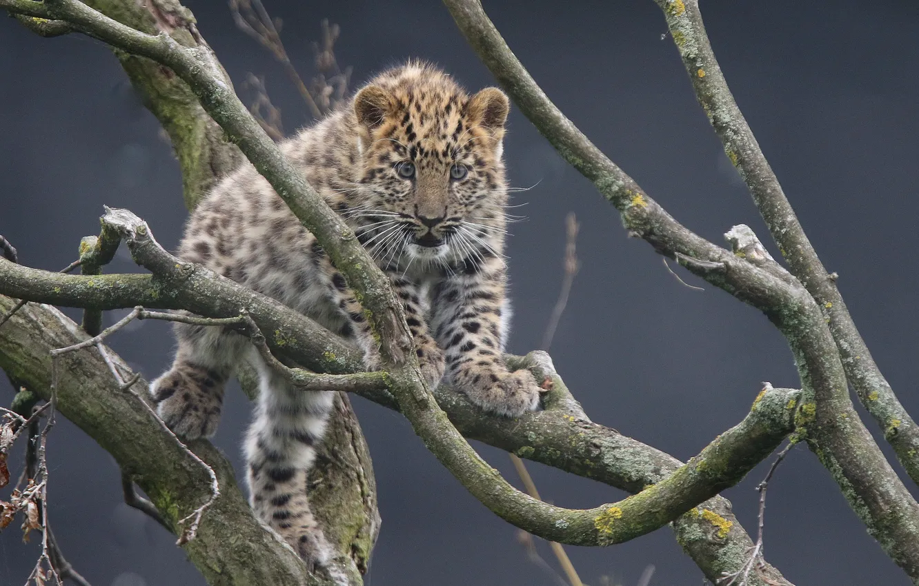 Фото обои ветки, леопард, детёныш, котёнок, Дальневосточный леопард, Амурский леопард