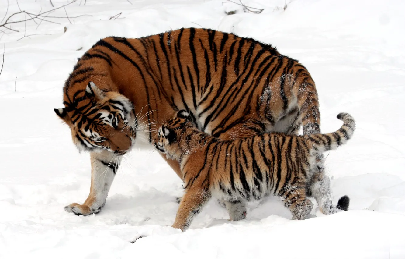 Фото обои зима, снег, полоски, кошки, шерсть, малыш, мех, окрас